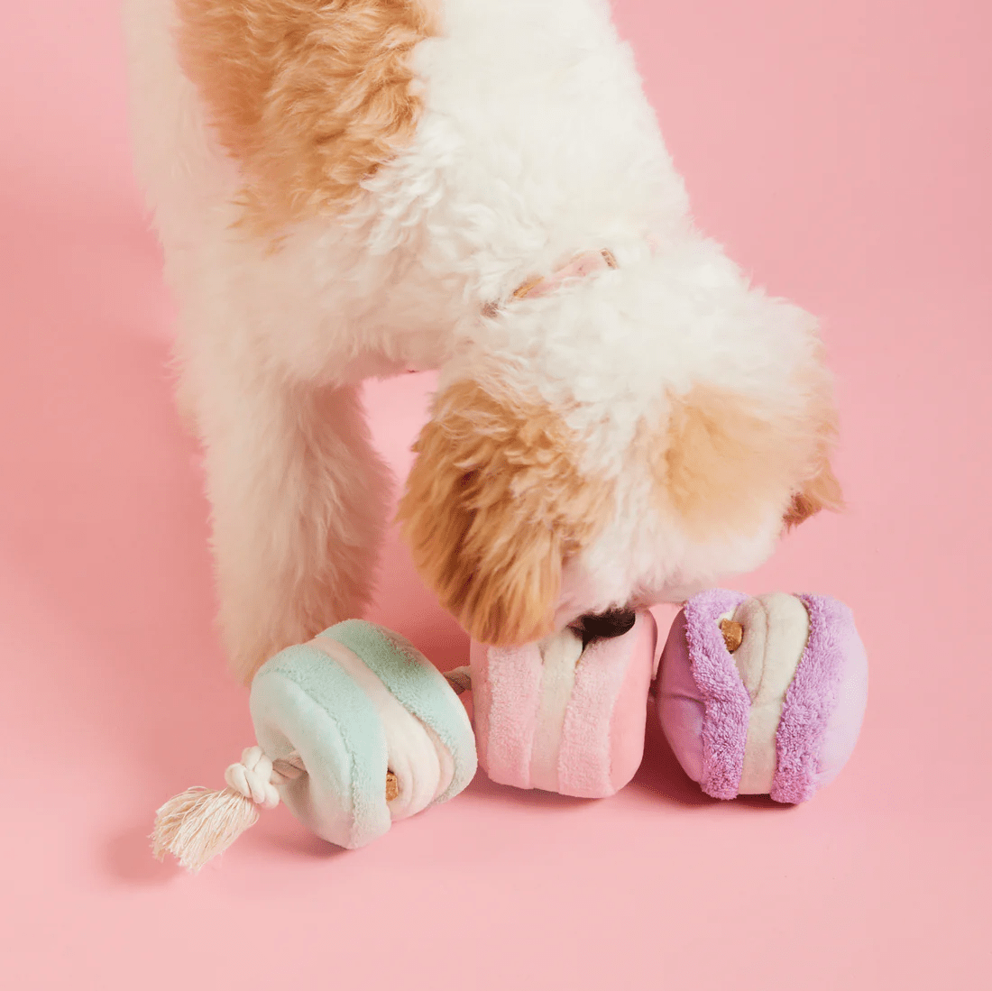 The Foggy Dog Macarons snuffle toy for dogs — interactive enrichment toy available in Singapore