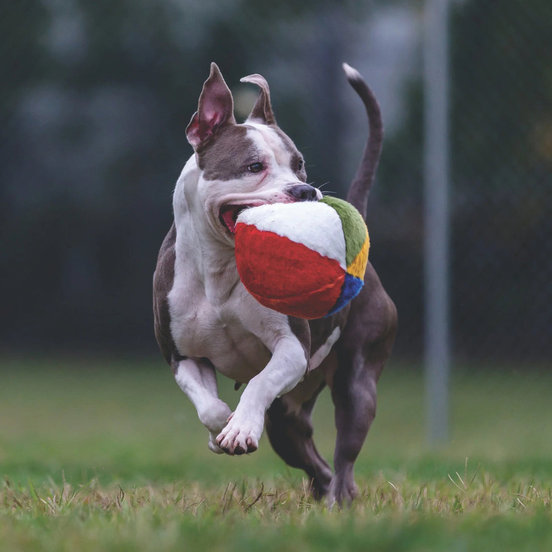 Mini Beach Ball - Woof Living