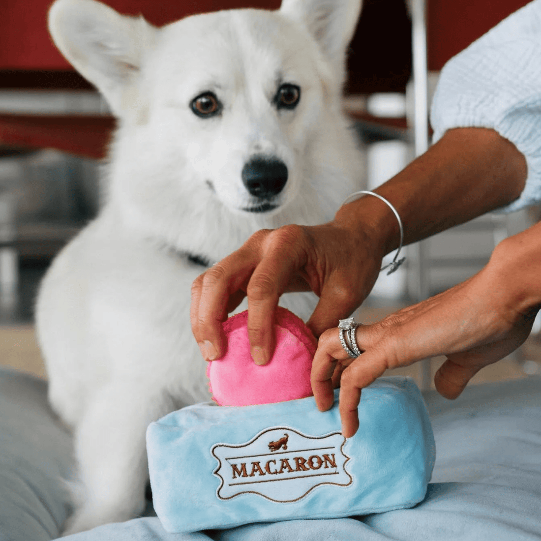 Mutt - a - rons - Woof Living