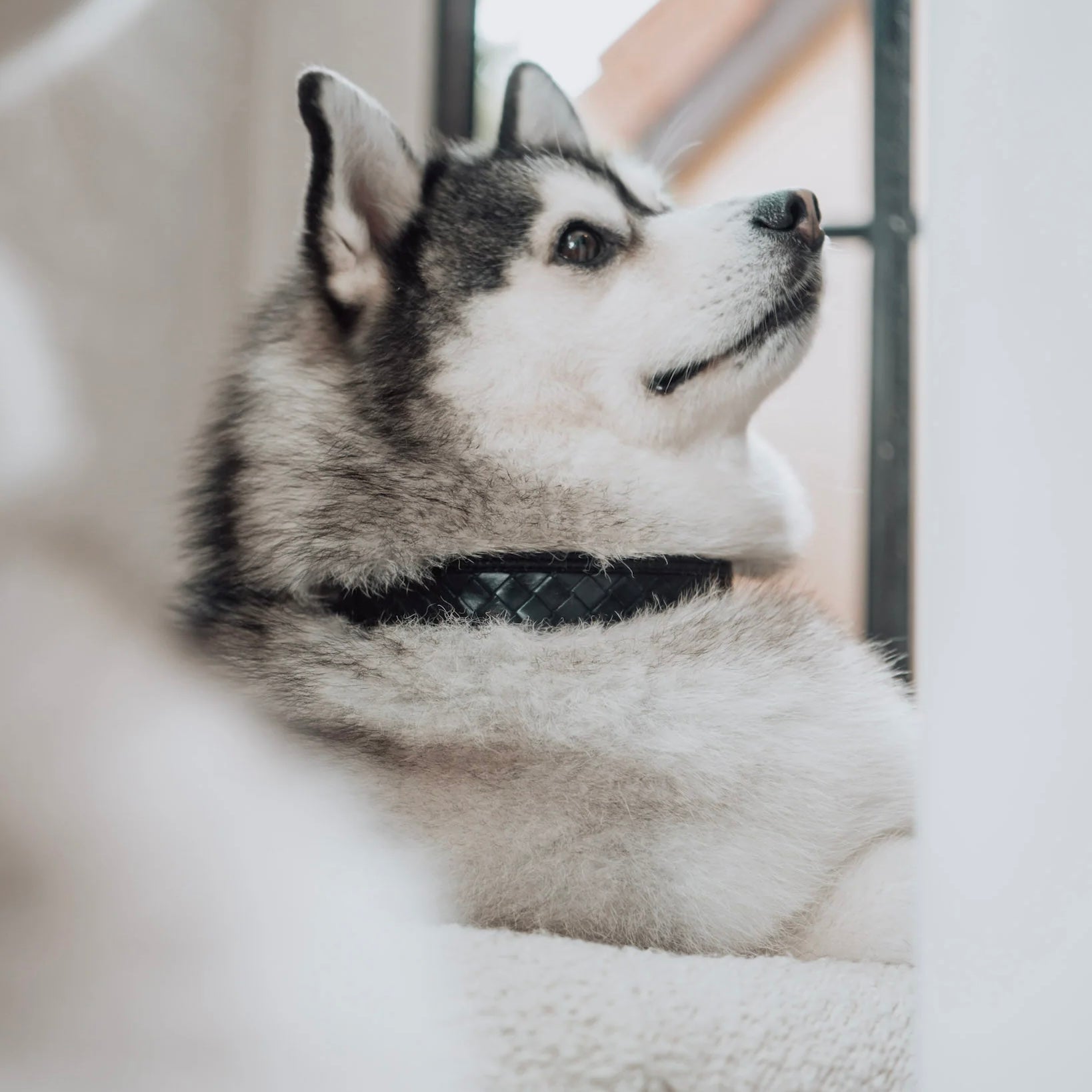 Nova Collar (Stealth) - Woof Living