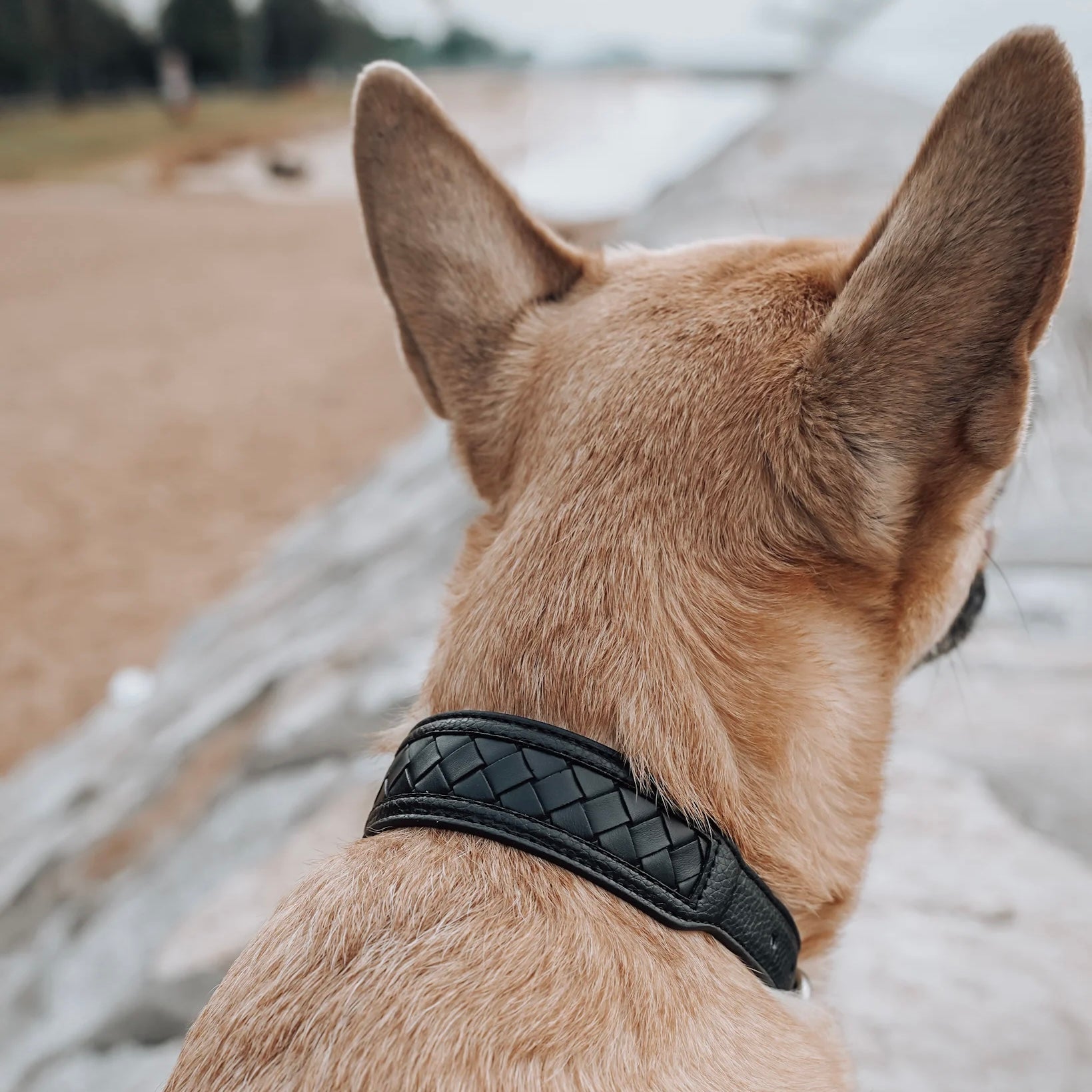 Nova Collar (Stealth) - Woof Living