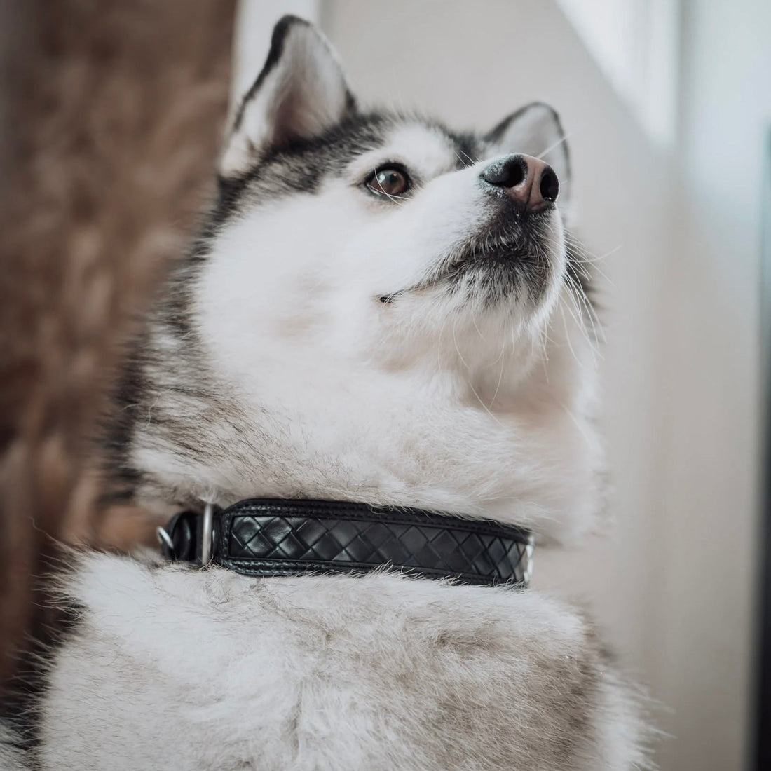 Nova Collar (Stealth) - Woof Living