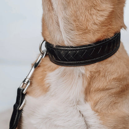 Nova Collar (Stealth) - Woof Living