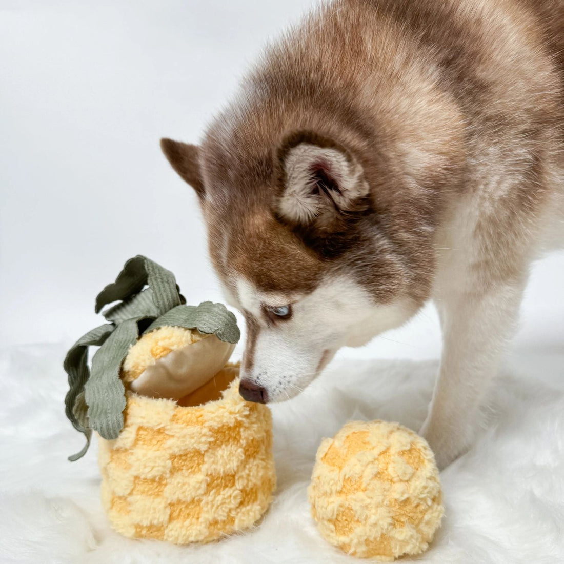 Pineapple Pop - Woof Living