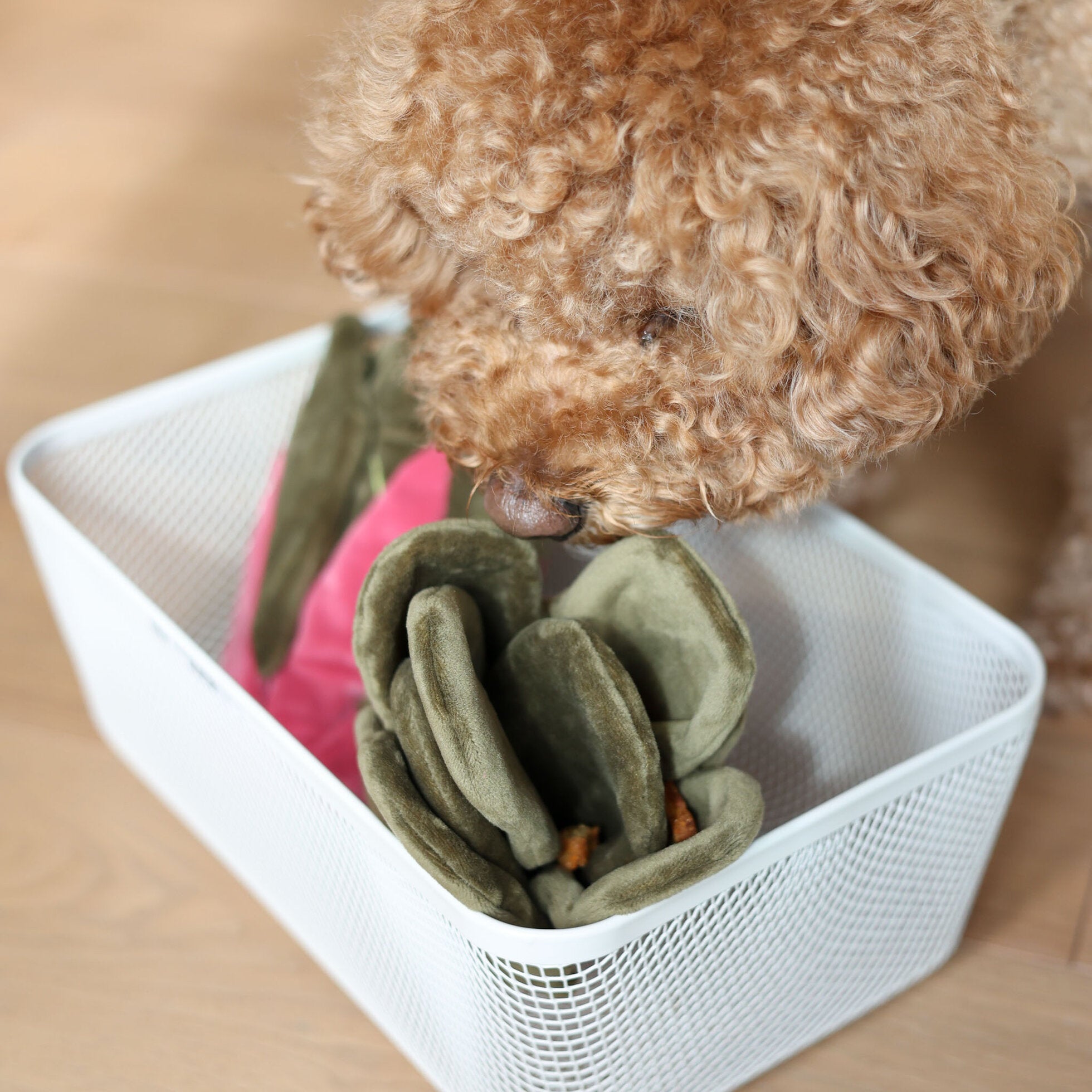 Snuffle Swiss Chard - Woof Living
