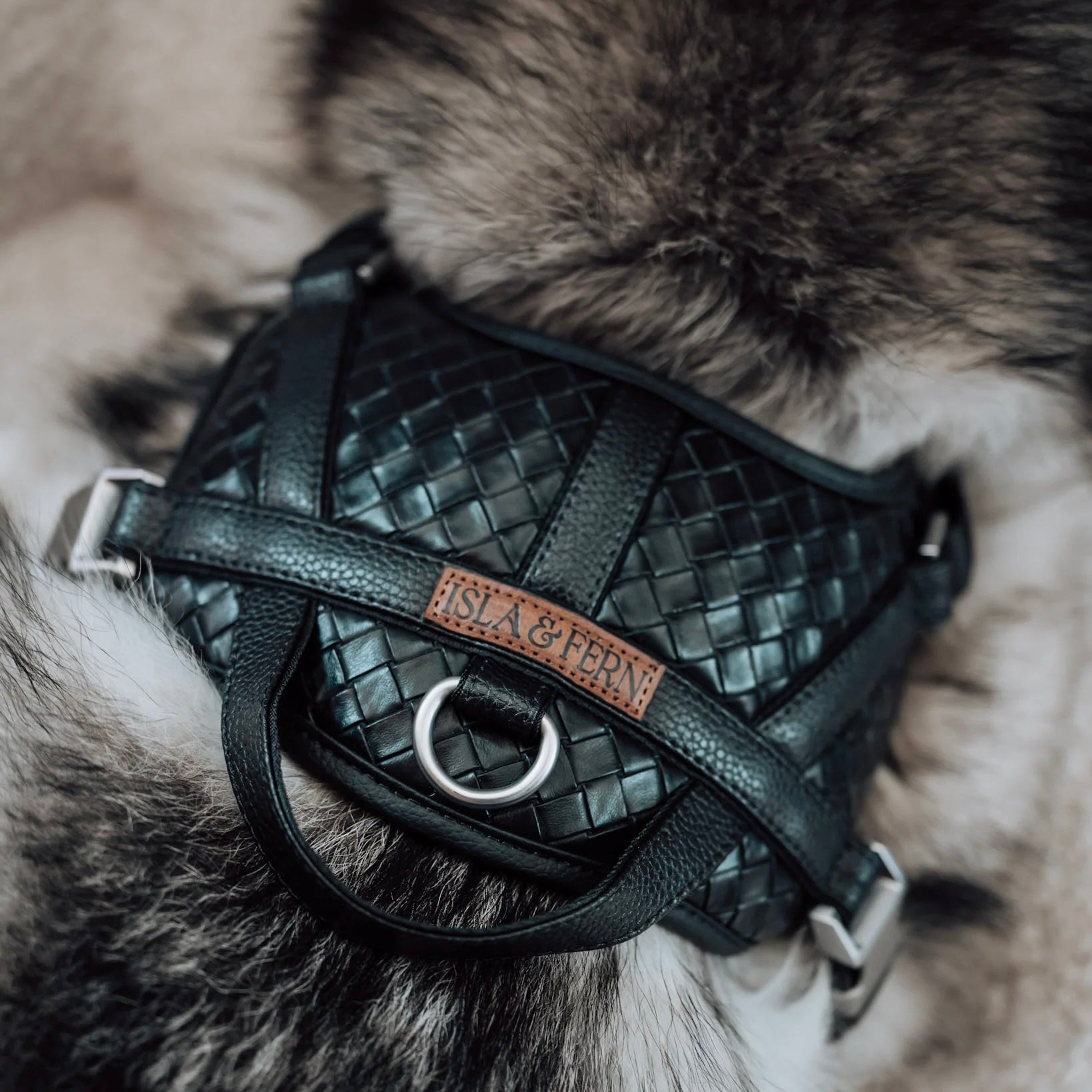 Sorella Harness (Stealth) - Woof Living