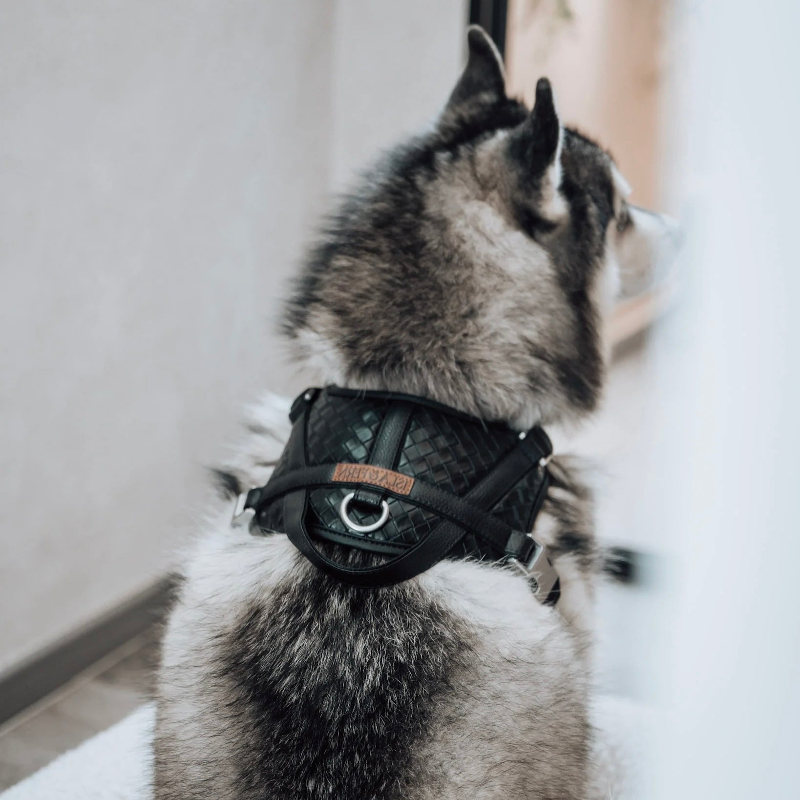 Sorella Harness (Stealth) - Woof Living