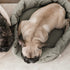 TAART - Woof Living