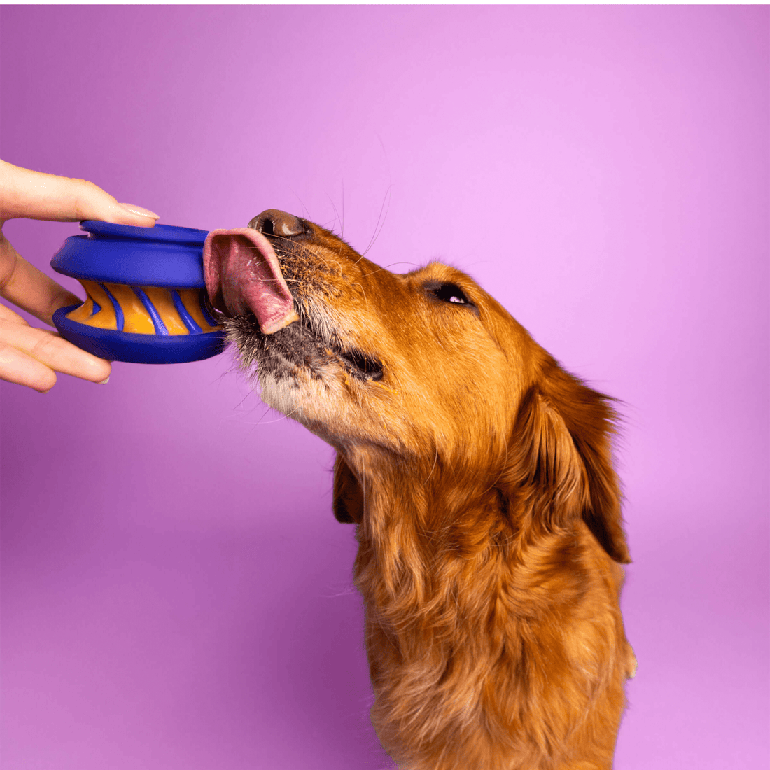 The Slobber - Woof Living