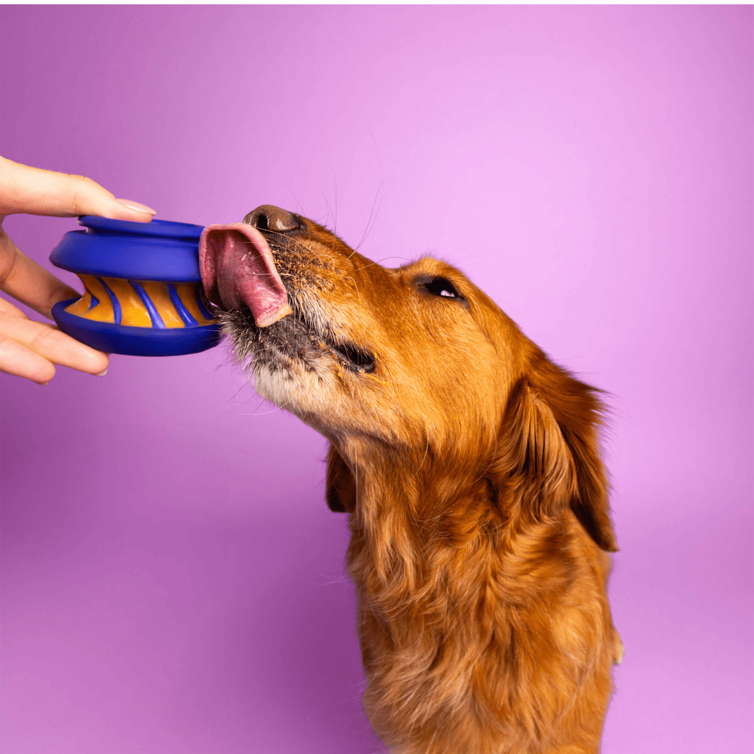 The Slobber - Woof Living
