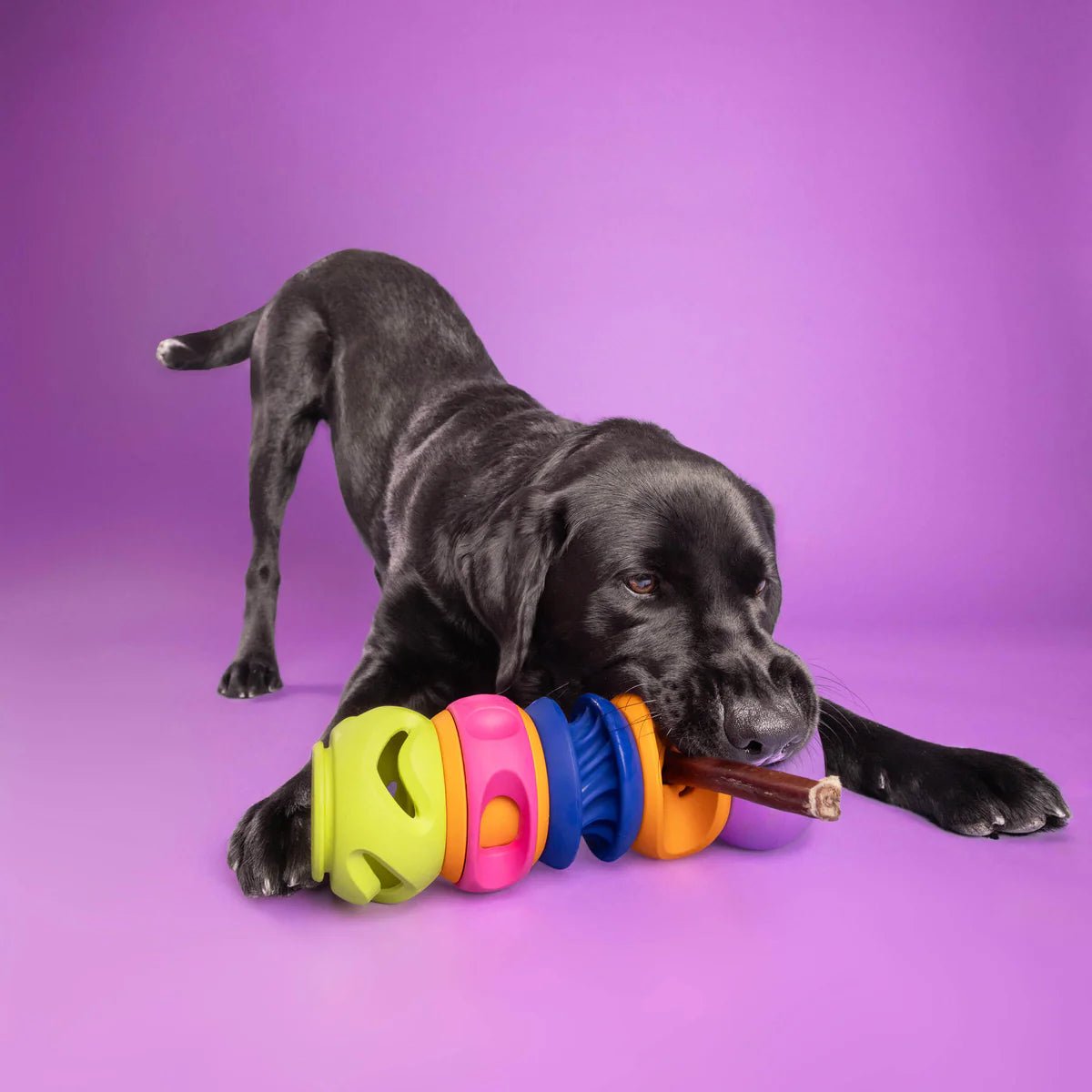 The Squiggle - Woof Living