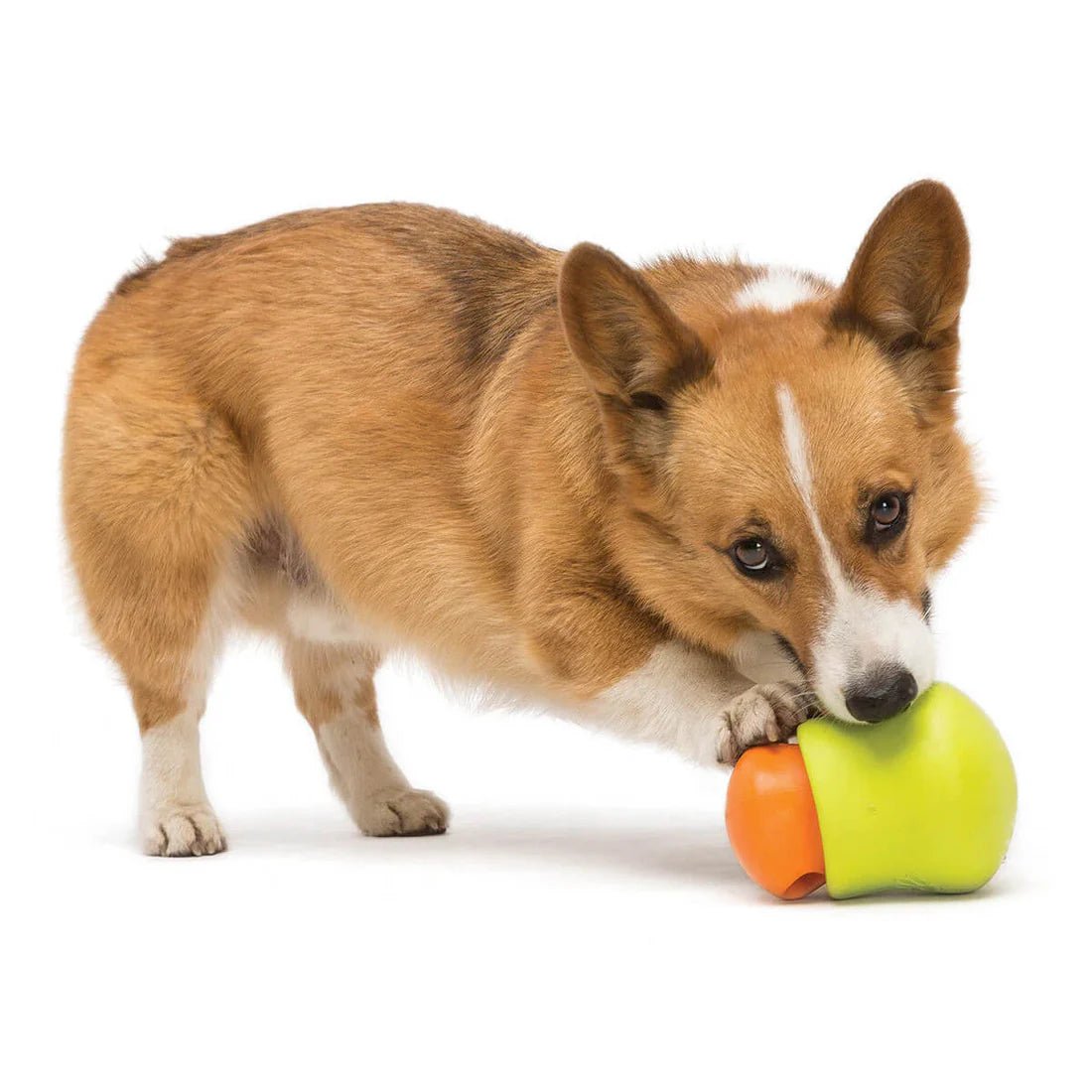 Zogoflex Toppl (Periwinkle) - Woof Living