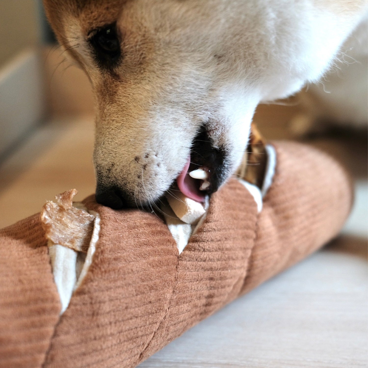 Dog with baguette with treats in  pockets