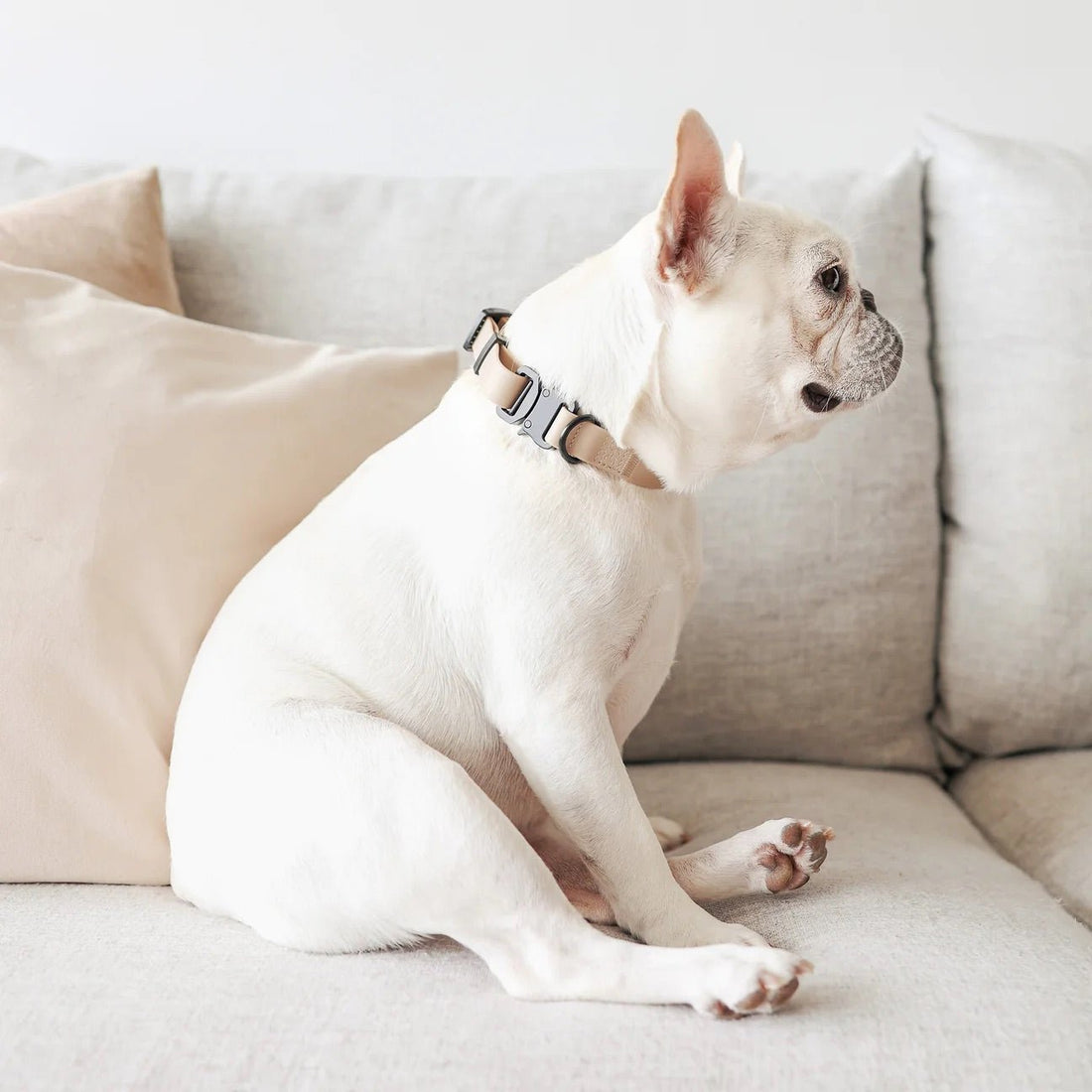 AVA Collar + Quick Release Buckle - Woof Living