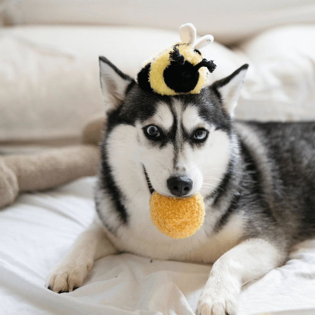 Bee Pop - Woof Living