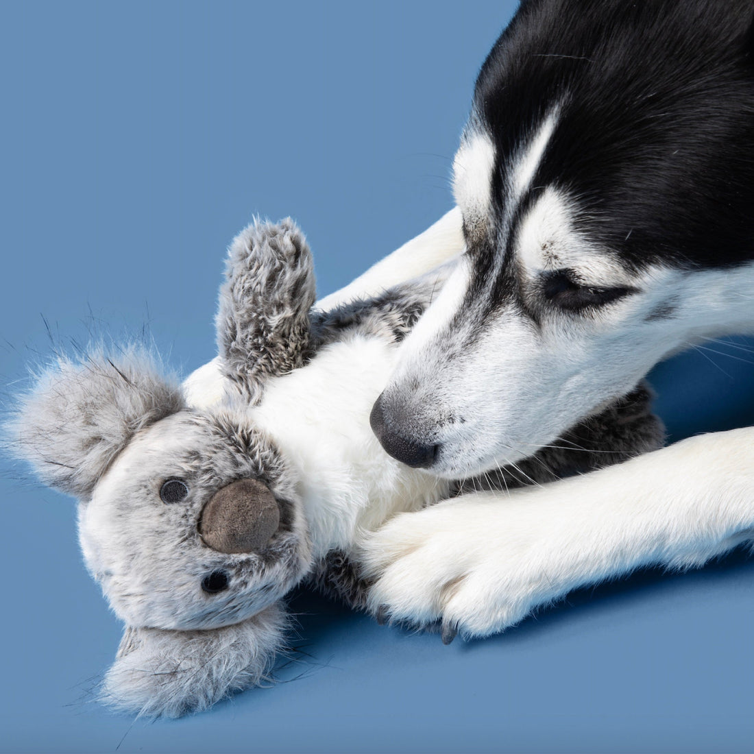 Doc Koala - Woof Living