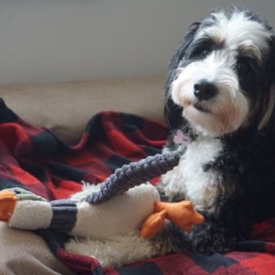 Duck with Squeaker - Woof Living