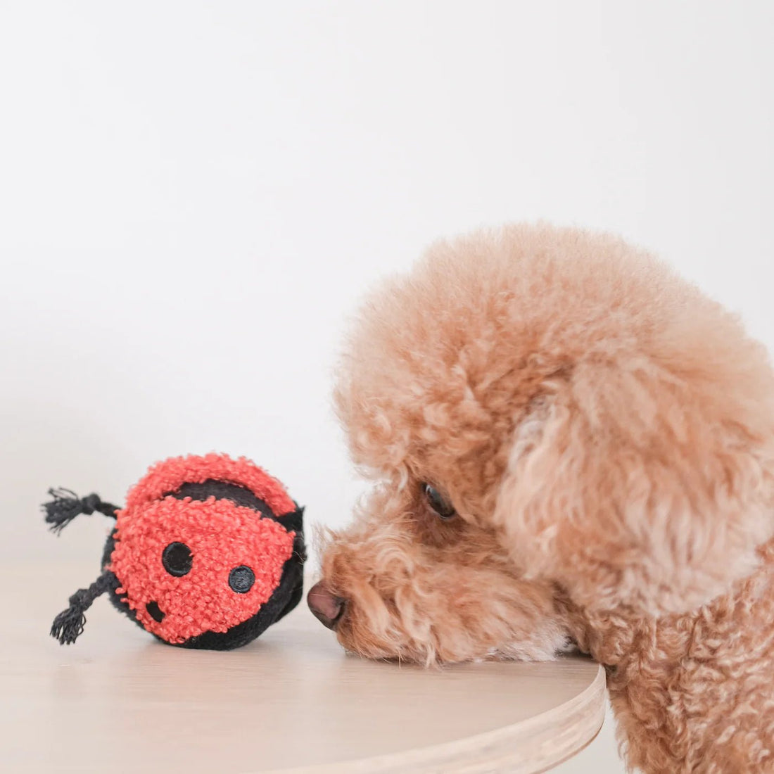 Mini Ladybug Pop - Woof Living