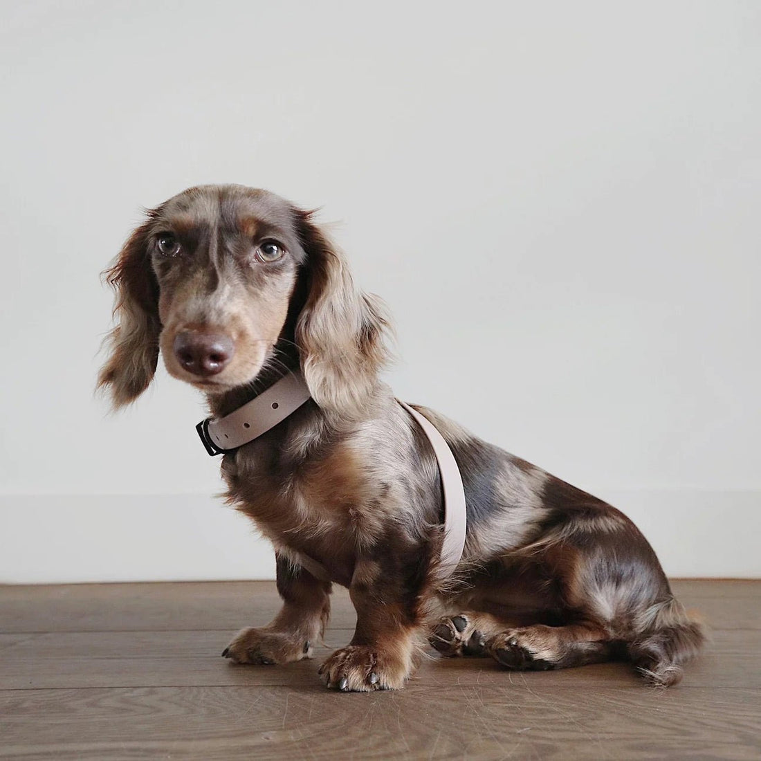 OTTO Figure "8" Harness Waterproof - Woof Living