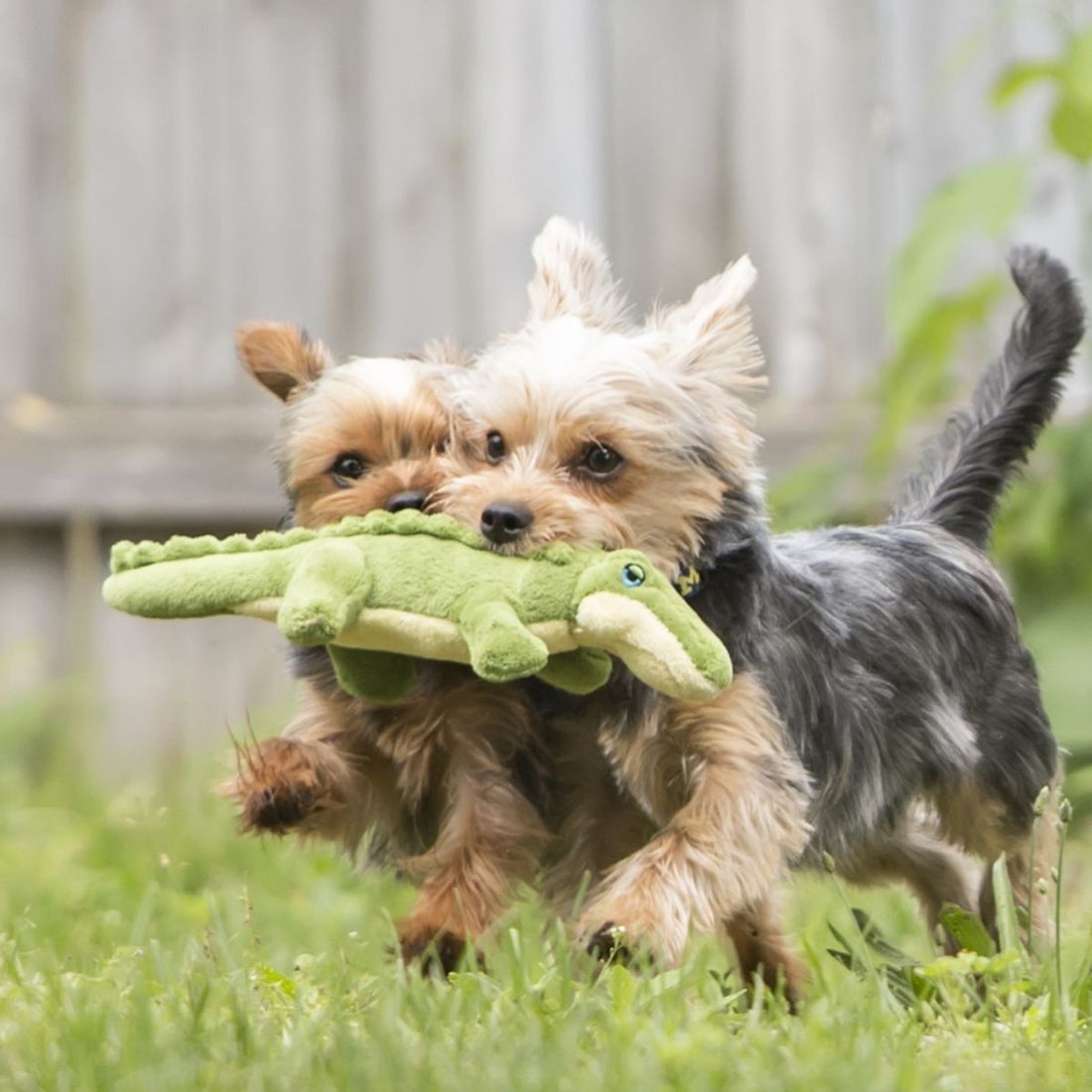 Savannah The Gator Baby - Woof Living